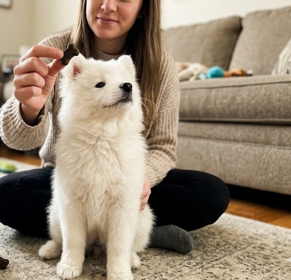 A calm, happy dog